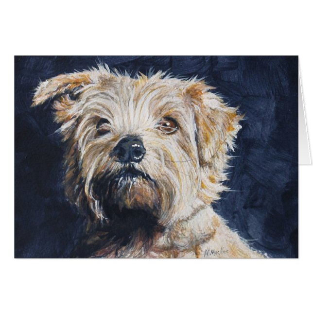 Norfolk Terrier-hoofdstudie (Voorkant Horizontaal)