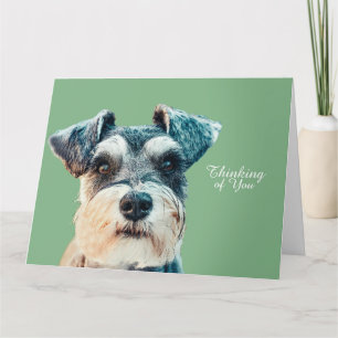 Norfolk Terrier Kaart