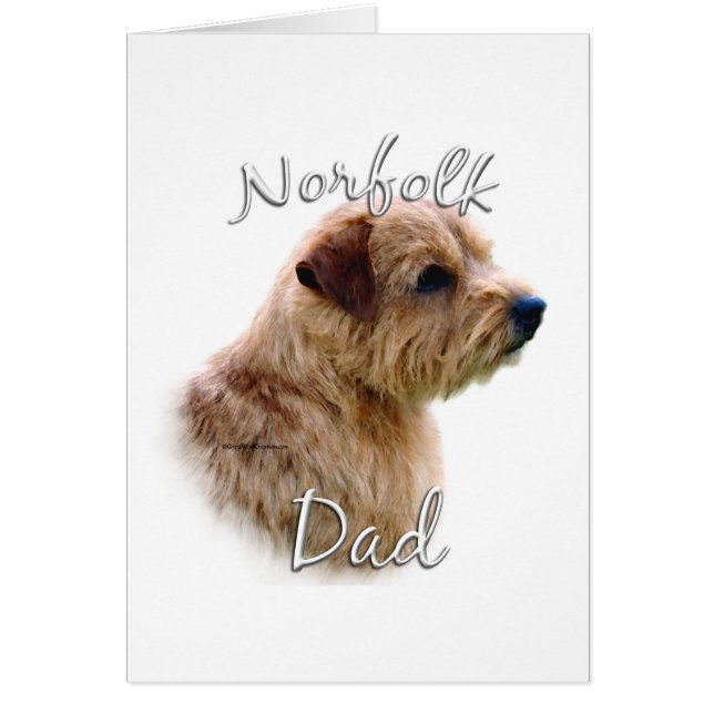 Norfolk Terrier Papa 2 (Devant)