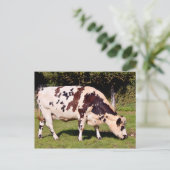 Normandische koe grazing briefkaart (Staand voorkant)