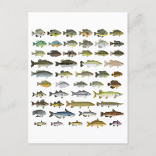 North America Freshwater Fish Group Briefkaart