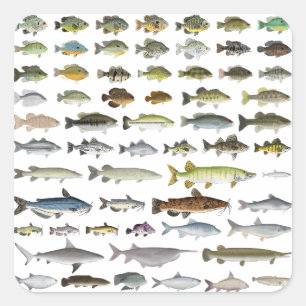 North America Freshwater Fish Group Vierkante Sticker