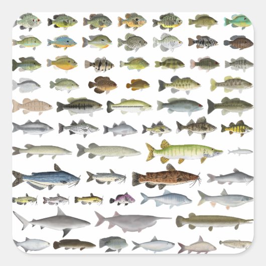 North America Freshwater Fish Group Vierkante Sticker (Voorkant)