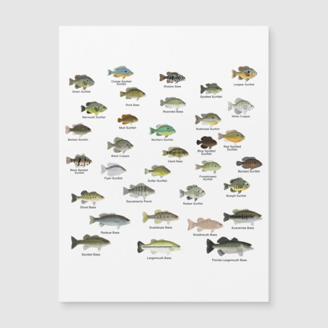 North America Sunfish Group (Voorkant)