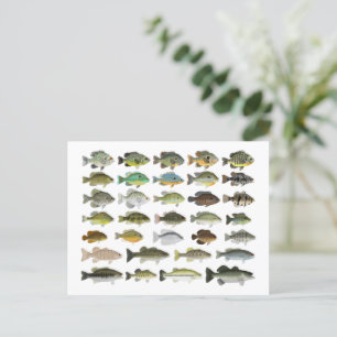 North America Sunfish Group Briefkaart