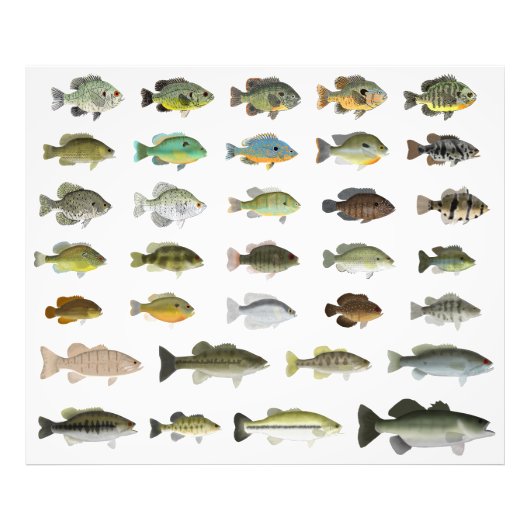 North America Sunfish Group Foto Afdruk (Voorkant)