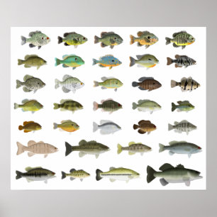 North America Sunfish Group Poster