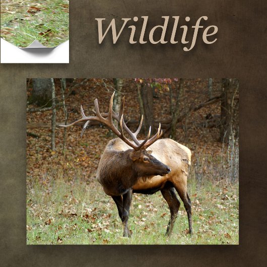 North American Elk Poster