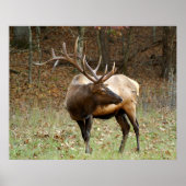 North American Elk Poster (Voorkant)