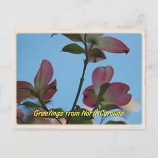 North Carolina Pink Dogwood Briefkaart