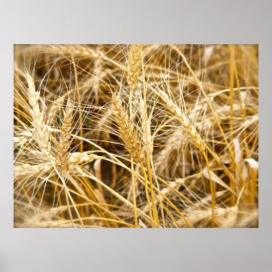 North Dakota Wheat Poster (Voorkant)