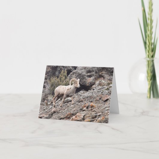 North Fork Ram - 4" x 5.6" Notecard Feestdagen Kaart (Voorkant)