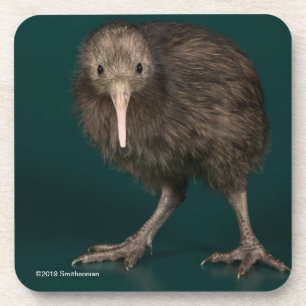 North Island Brown Kiwi Bier Onderzetter