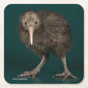 North Island Brown Kiwi Vierkante Kartonnen Onderzetter