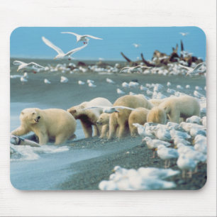 North Slope, Alaska. Ijsberen Ursus Muismat