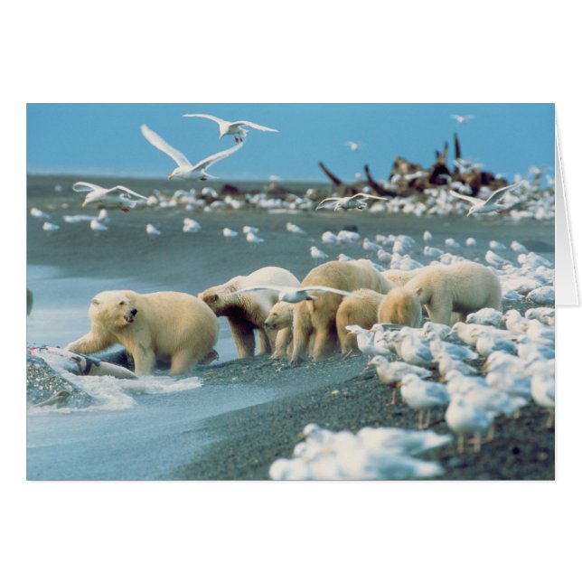 North Slope, Alaska. Ours polaires Ursus (Devant horizontal)