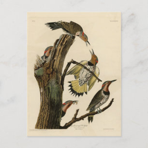 Norther Flicker van Audubon's Birds of America Briefkaart