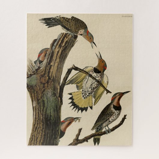 Norther Flicker van Audubon's Birds of America Legpuzzel (Verticaal)