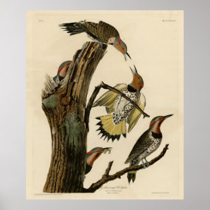 Norther Flicker van Audubon's Birds of America Poster