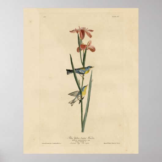 Norther Parula van de Amerikaanse vogels van Audub Poster (Voorkant)