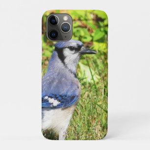 Northern Blue Jay iPhone 11 Pro Hoesje