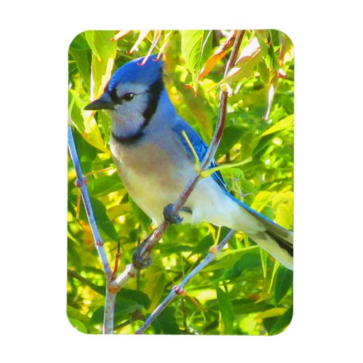 Northern Blue Jay Early Autumn Quebec Canada Magneet (Verticaal)