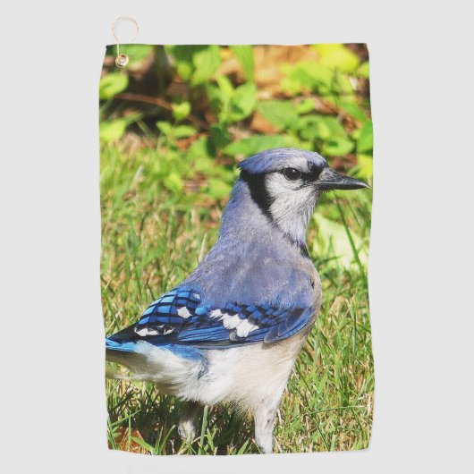 Northern Blue Jay Golfhanddoek (Voorkant)