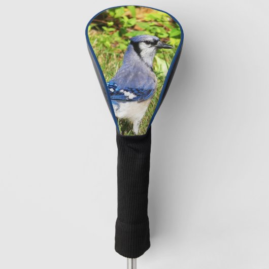 Northern Blue Jay Golfheadcover (Voorkant)