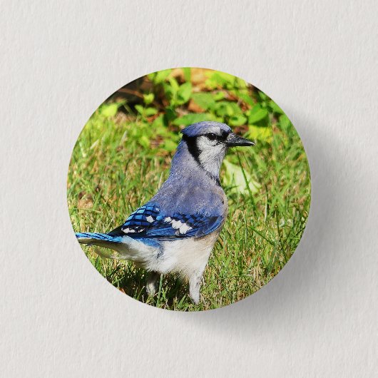 Northern Blue Jay Ronde Button 3,2 Cm (Voorkant)