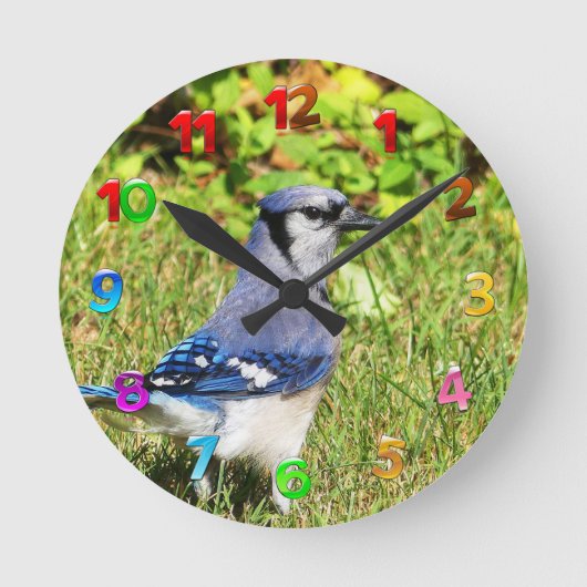 Northern Blue Jay Ronde Klok (Voorkant)