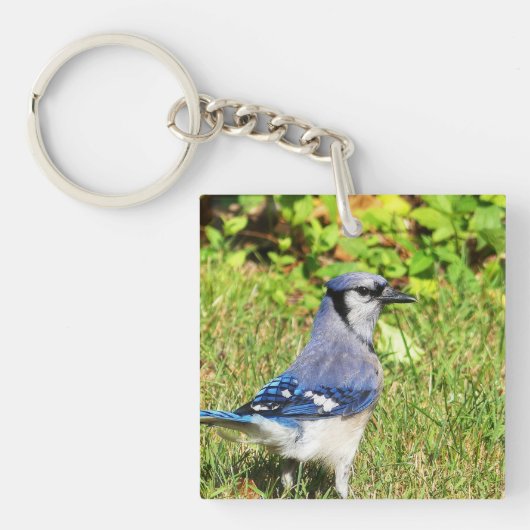 Northern Blue Jay Sleutelhanger (Voorkant)