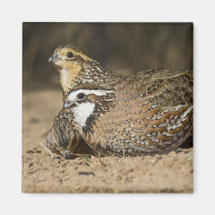 Northern Bobwhite quail babies at gewicht for drin Magneet