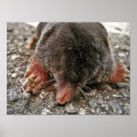 Northern Broadfoot Mole