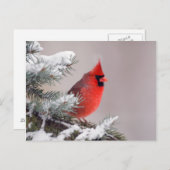 Northern Cardinal Perched In A Tree Briefkaart (Voorkant / Achterkant)