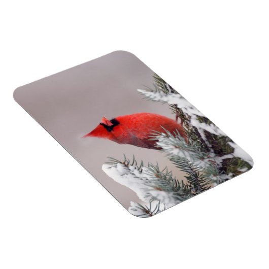 Northern Cardinal Perched In A Tree Magneet (Rechterzijde)
