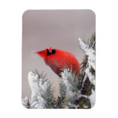 Northern Cardinal Perched In A Tree Magneet (Verticaal)