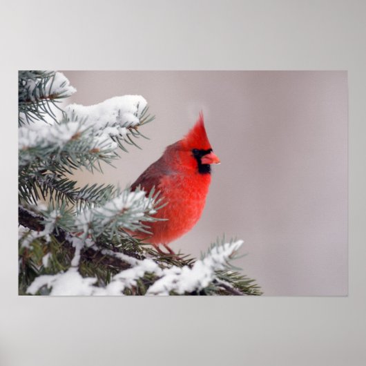 Northern Cardinal Perched In A Tree Poster (Voorkant)