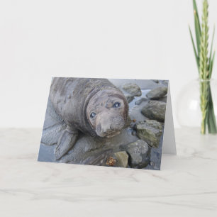 Northern Elephant Seal kaart