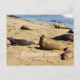 Northern Elephant Seal Nederland Producten Briefkaart