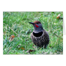 Northern Flicker Woodpecker - Carte d'art encadrée