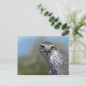 Northern Gohawk close up Briefkaart (Staand voorkant)