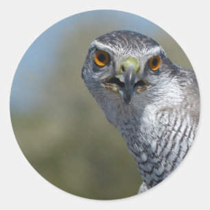 Northern Gohawk close up Ronde Sticker