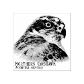 Northern Goshawk Rubberstempel (Afrduk)