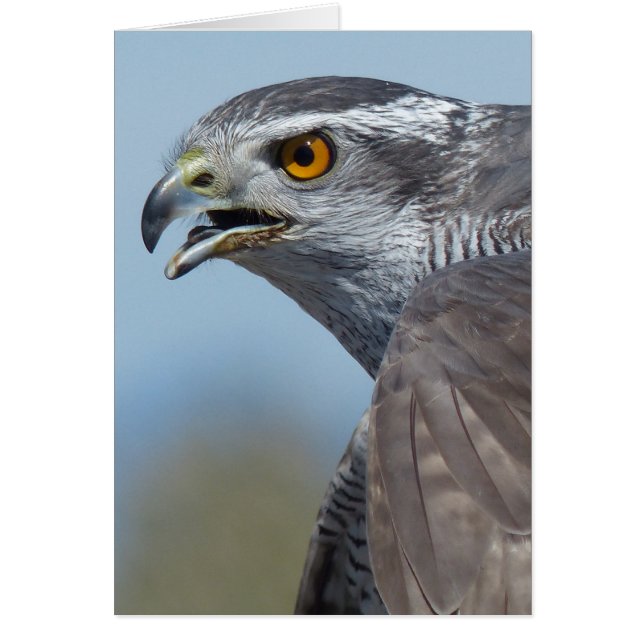 Northern Goshawk Screeching (Devant)