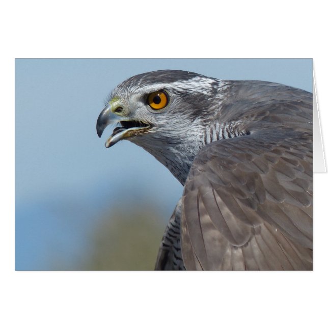 Northern Goshawk Screeching (Devant horizontal)