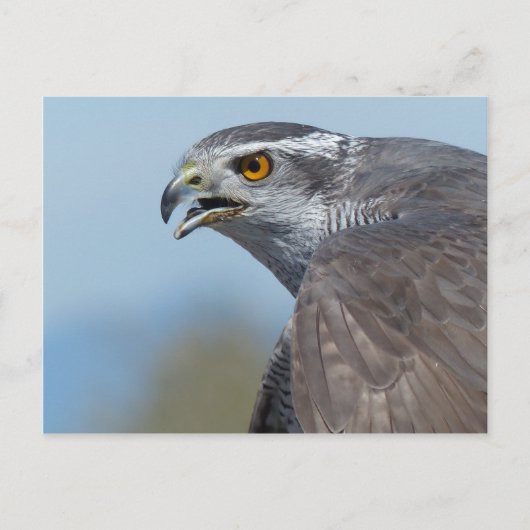 Northern Goshawk Screeching Briefkaart (Voorkant)