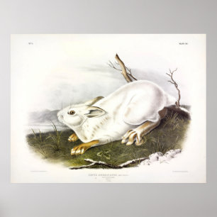 Northern Hare, winter (Snowshoe Hare) door Audubon Poster