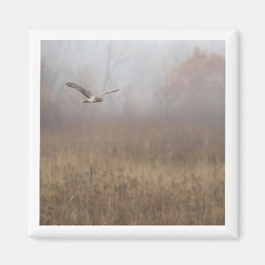 Northern Harrier 2x2 magneet (Voorkant)