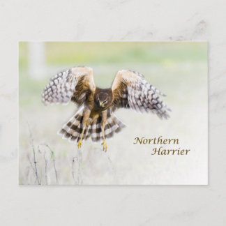 Northern Harrier Briefkaart