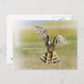 Northern Harrier Briefkaart (Voorkant / Achterkant)